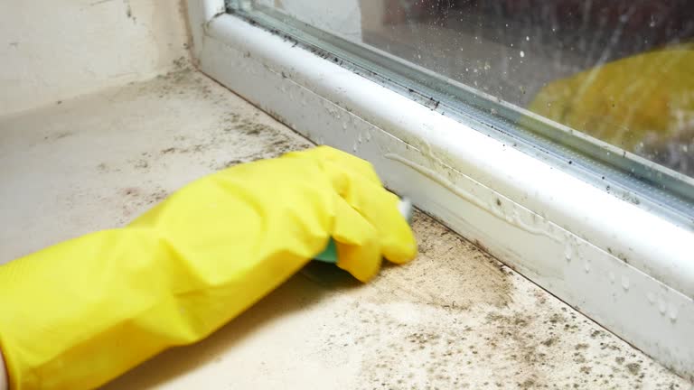 Best Mold Odor Removal Services  in The Hills, TX